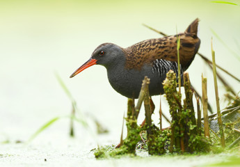 Water Rail (Rallus aquaticus)
