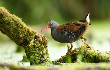 Water Rail (Rallus aquaticus)