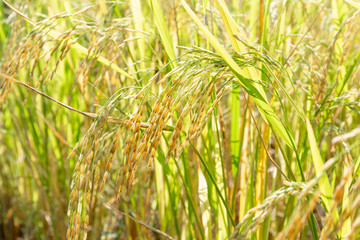 Close up of paddy rice plant
