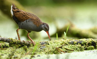 Water Rail (Rallus aquaticus)