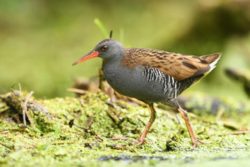 Water Rail (Rallus aquaticus)