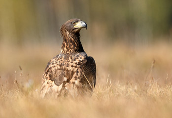 White tailed eagle (Haliaeetus albicilla)