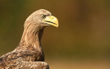 White tailed eagle (Haliaeetus albicilla)