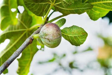 Ripped fig on the tree