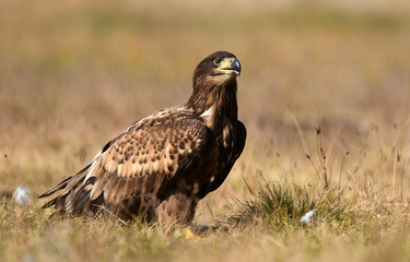 White tailed eagle (Haliaeetus albicilla)