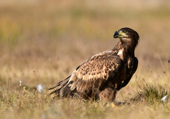 White tailed eagle (Haliaeetus albicilla)