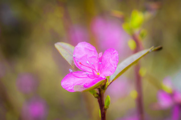 Flowering almonds