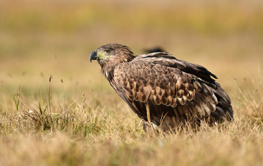 Fototapeta premium White tailed eagle (Haliaeetus albicilla)