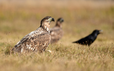 White tailed eagle (Haliaeetus albicilla)
