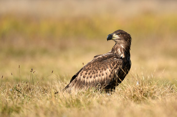 White tailed eagle (Haliaeetus albicilla)