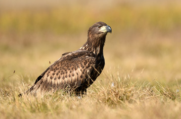 Fototapeta premium White tailed eagle (Haliaeetus albicilla)
