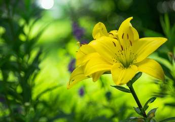 flower of yellow lily in garden