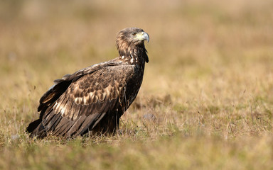 White tailed eagle (Haliaeetus albicilla)
