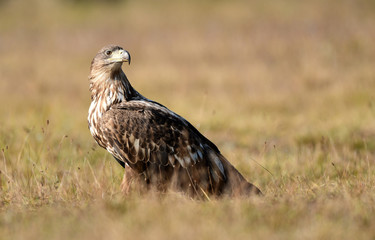 White tailed eagle (Haliaeetus albicilla)