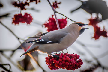 Bird waxwing in early spring