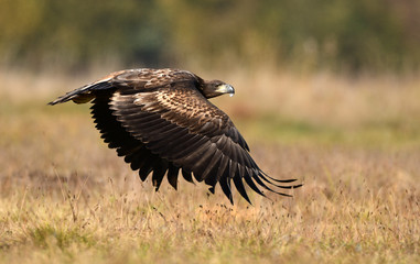 White tailed eagle (Haliaeetus albicilla)