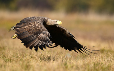 White tailed eagle (Haliaeetus albicilla)