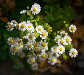 chamomile flower