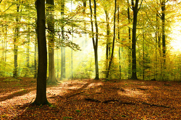 Autumn morning in the forest