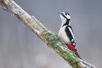 Great Spotted Woodpecker (Dendrocopos major)