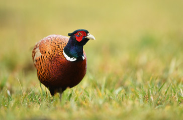 Ringneck Pheasant (Phasianus colchicus)
