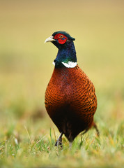 Ringneck Pheasant (Phasianus colchicus)