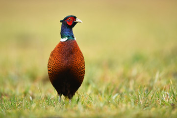 Ringneck Pheasant (Phasianus colchicus)