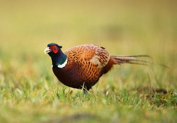 Ringneck Pheasant (Phasianus colchicus)