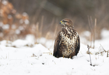 Common buzzard (Buteo buteo)