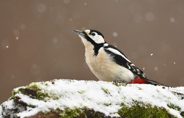 Naklejka premium Great Spotted Woodpecker (Dendrocopos major)