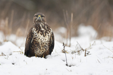 Common buzzard (Buteo buteo)