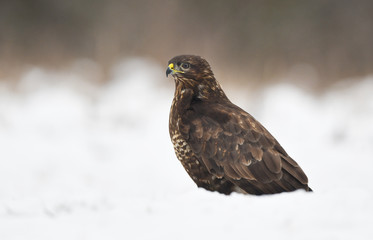 Common buzzard (Buteo buteo)