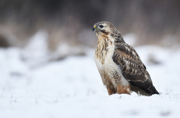 Common buzzard (Buteo buteo)