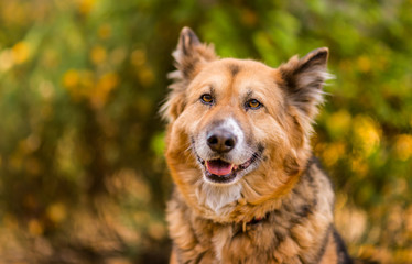 Fototapeta premium Cute dog close up