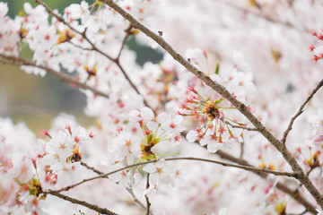 橿原神宮の桜