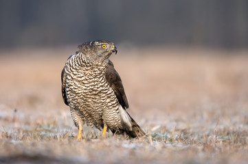 Northern goshawk (Accipiter gentilis)