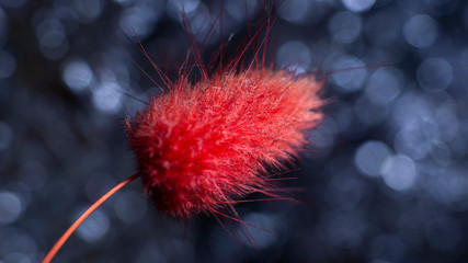 Macro flower wallpaper