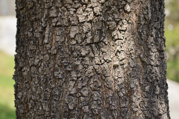 tree texture