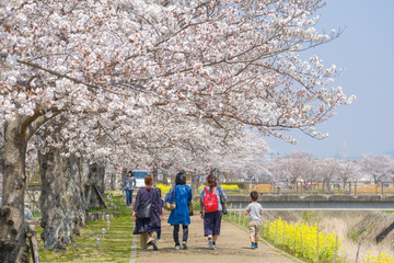 木津川市の桜並木道と菜の花