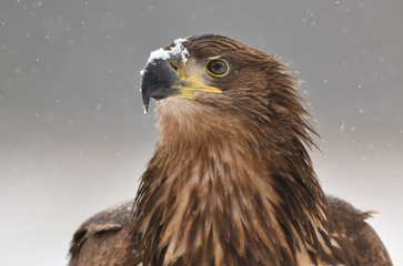 White tailed eagle (Haliaeetus albicilla)