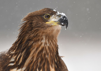 White tailed eagle (Haliaeetus albicilla)