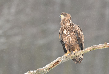 White tailed eagle (Haliaeetus albicilla)