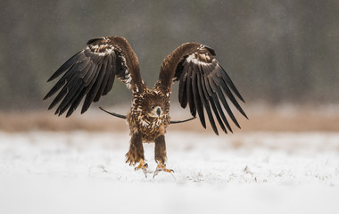 White tailed eagle (Haliaeetus albicilla)