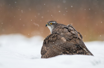 Northern goshawk (Accipiter gentilis)