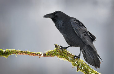 Raven (Corvus corax)