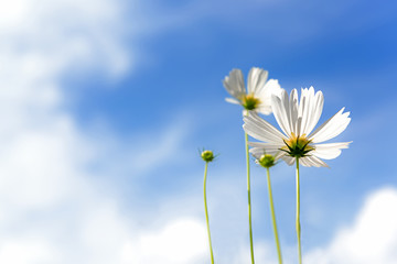 White Flowers Cosmos in the meadow, blue sky background.  soft and select focus