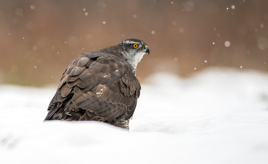 Northern goshawk (Accipiter gentilis)