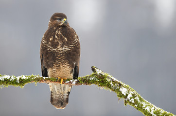 Common buzzard (Buteo buteo)