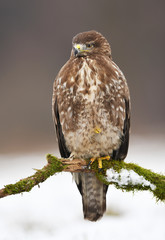 Common buzzard (Buteo buteo)