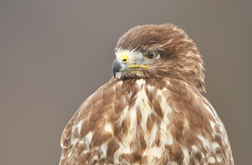 Common buzzard (Buteo buteo)